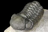 Austerops Trilobite - Nice Eye Facets #127020-3